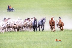 骏马驰骋（49）