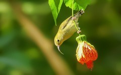 灯笼花上的太阳鸟（4）
