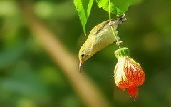 灯笼花上的太阳鸟（4）