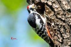 林中啄木鸟（67）