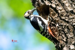 林中啄木鸟（67）