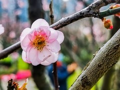 梅花