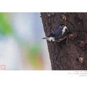 啄木鸟小鸟出窝