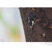啄木鸟小鸟出窝