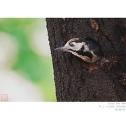 啄木鸟小鸟出窝