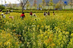 七彩油菜花（12）