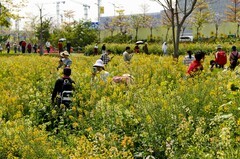 七彩油菜花（12）