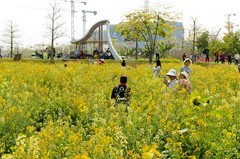 七彩油菜花（12）