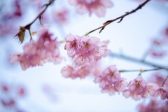 永嘉雁楠樱花园