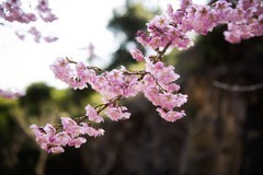 永嘉雁楠樱花园