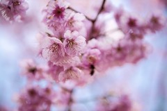 永嘉雁楠樱花园