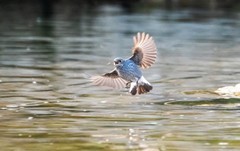 红尾水鸲（十二）