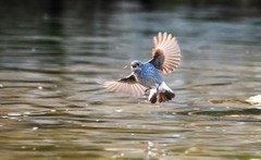 红尾水鸲（十二）