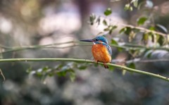 小翠鸟（十七）