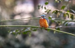 小翠鸟（十七）