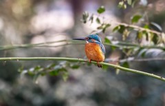 小翠鸟（十七）