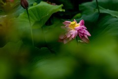 重瓣荷花-10