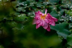 重瓣荷花-10