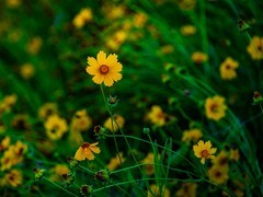 金鸡菊