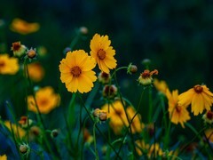 金鸡菊