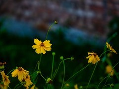 金鸡菊