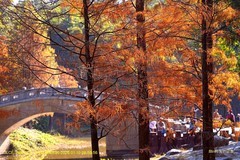 落羽杉  （廣州  天河公園）