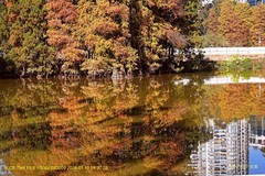 落羽杉  （廣州  天河公園）