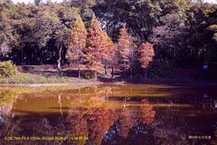 落羽杉  （廣州  天河公園）