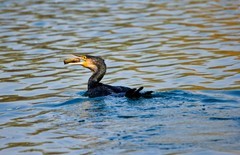 抓拍——明湖鸬鹚 （三）