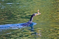 抓拍——明湖鸬鹚 （三）