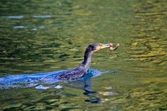 抓拍——明湖鸬鹚 （三）