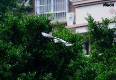 河涌里的白鹭。