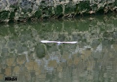 河涌里的白鹭。