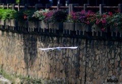 河涌里的白鹭。