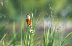 震旦鸦雀（四十一）