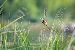 震旦鸦雀（四十一）
