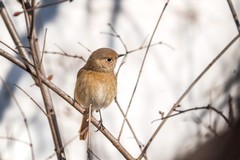 北红尾鸲雌鸟（四）