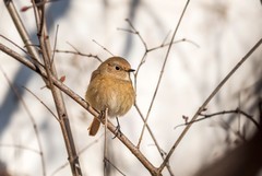 北红尾鸲雌鸟（四）