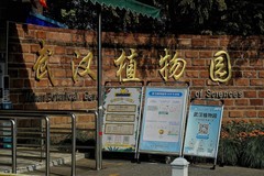 武汉植物园随拍