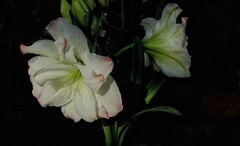 武汉植物园随拍