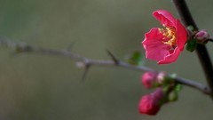 贴梗海棠（二）