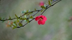 贴梗海棠（二）