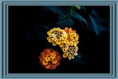 一花一世界  一叶一菩提
