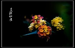 一花一世界  一叶一菩提