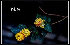 一花一世界  一叶一菩提