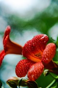 花花世界