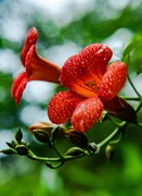 花花世界