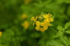 山黄连花