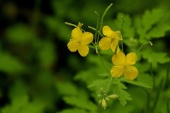 山黄连花