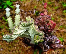 1051【不老松：二游海南纪实】临高长島兰湾的霸王鞭!！